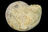 Bathonian Ammonite (Procerites) Fossil - France #152694-1